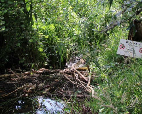 Bild zu Veranstaltung Biberspuren im Silberwald - Tour durch ein ganz besonderes Naturschutzgebiet